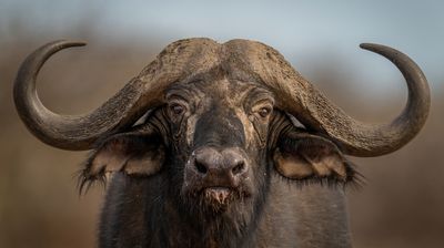 Leberkas picanha pork loin alcatra jowl bresaola cow capicola ham porchetta short loin ham hock.