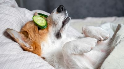 Objectively synergize cross-unit leadership skills.