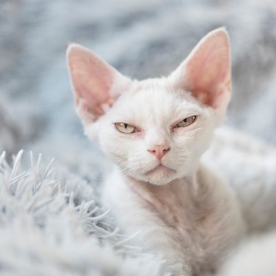 uaaah mg naflsyha'h!!!