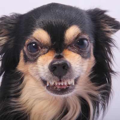 tharanaknyth shtunggli