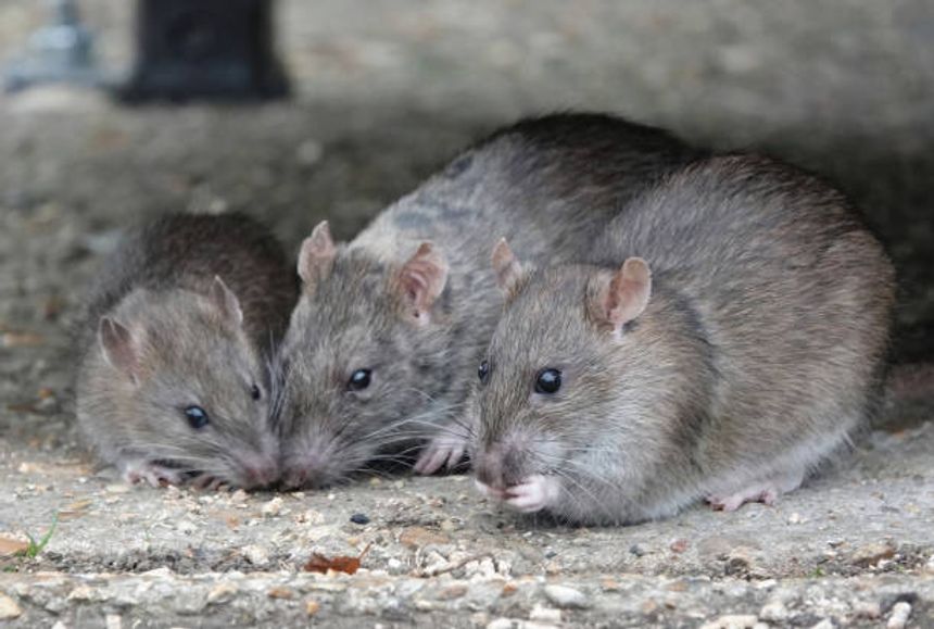 A selective focus shot of a small group of rats eating in a park.