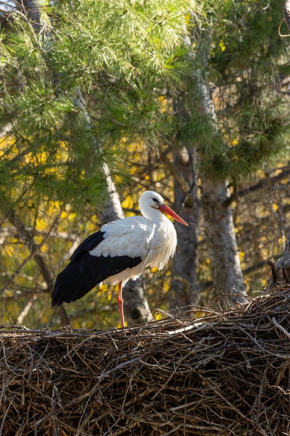 The White Stork (Ciconia ciconia) feeds on fish, insects, and small mammals. Photographed in Casa de Campo, Madrid, this migratory bird is known for its long legs, large wingspan, and striking plumage