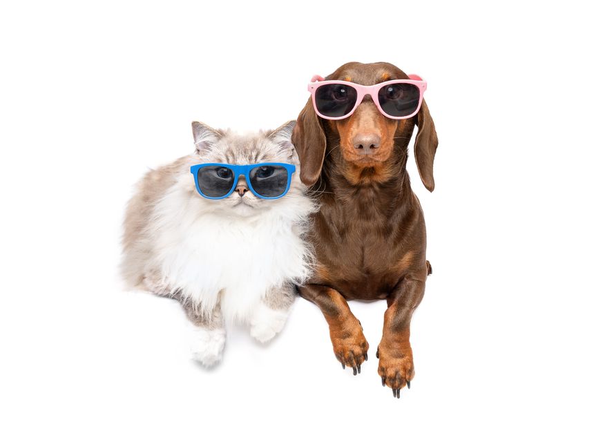 Group of Dog and cat with summer sun glasses lying together isolated on white studio background portrait
