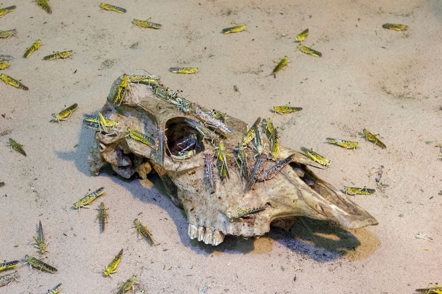 invasion of locusts, Green and brown grasshoppers staying on a rooten cow skull crop-devouring insect