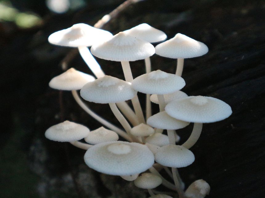 Mycena galericulata on the rooten wood