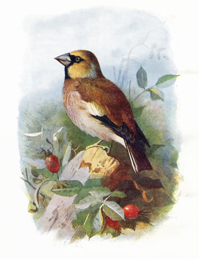 Hawfinch - a passerine bird in the finch family. Its relatives are the Chinese grosbeak / Japanese grosbeak / evening grosbeak /hooded grosbeak.