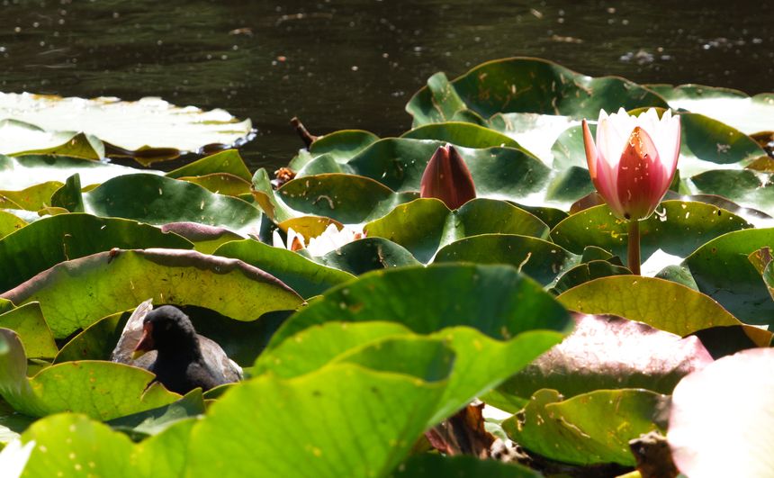 A graceful pink water lily blooms atop floating lily pads on a serene pond. Nearby, a small water bird blends naturally into its lush surroundings. Soft sunlight enhances the scene’s peaceful ambiance, highlighting nature’s quiet beauty and harmony.