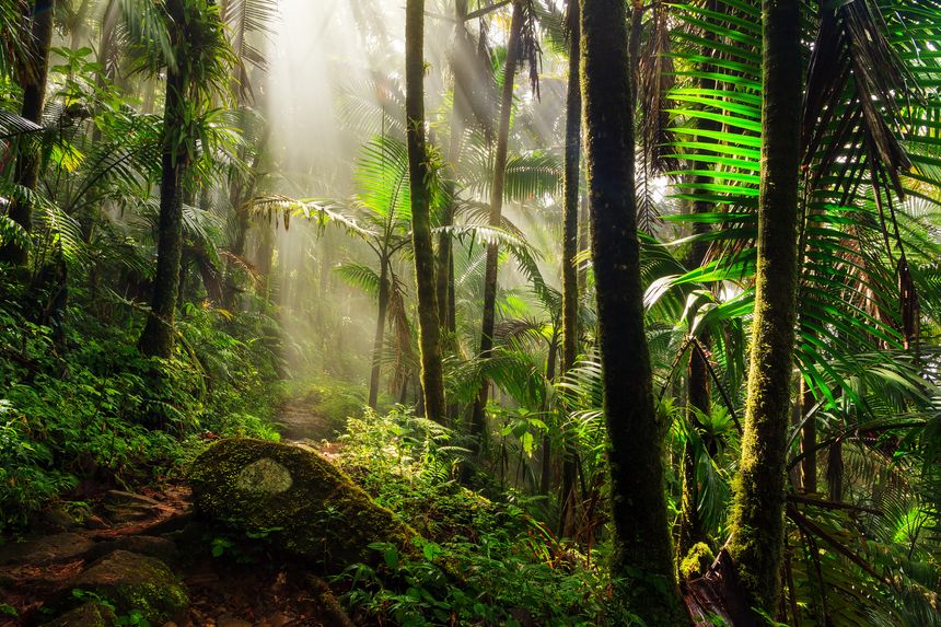 Beautiful jungle path through the El Yunque national forest in Puerto Rico