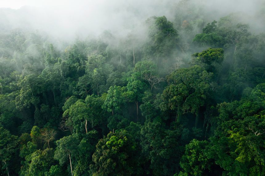 Ethereal Green Forest Canopy: Aerial View of Misty Tropical Jungle