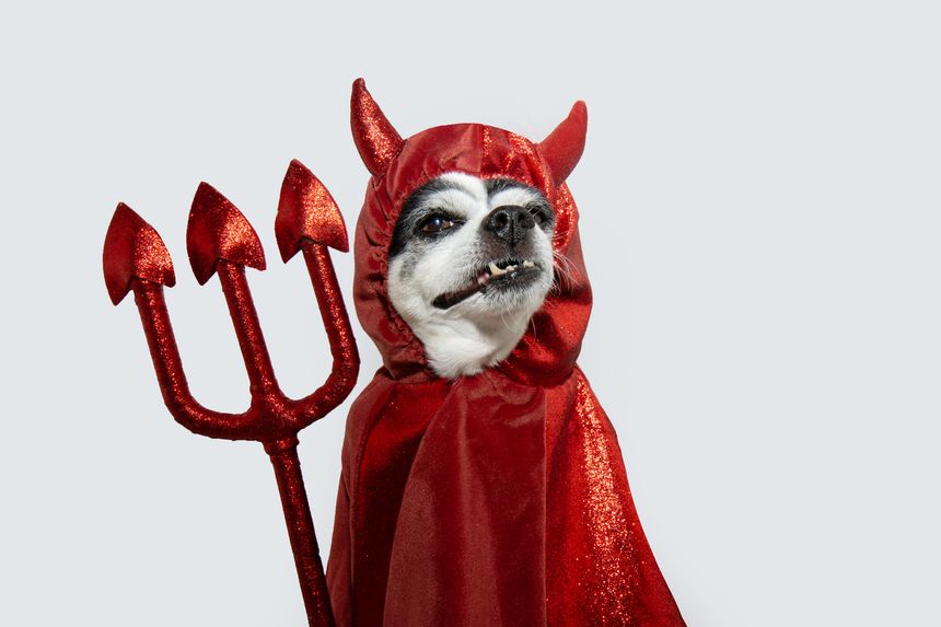 Spooky halloween. Chihuahua dog wearing a devil costume for halloween or carnival holidays. Isolated on white background
