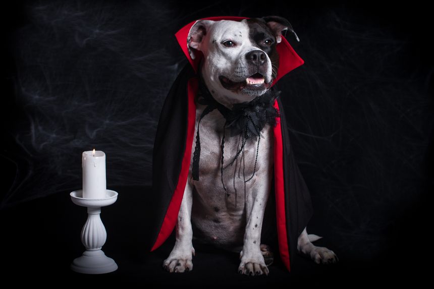 A dog in a vampire costume on a black background, with cloaks and red horns. Halloween party, funny animal