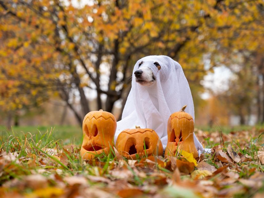 Dog jack russell terrier in a ghost costume with jack-o-lantern pumpkins in the autumn forest