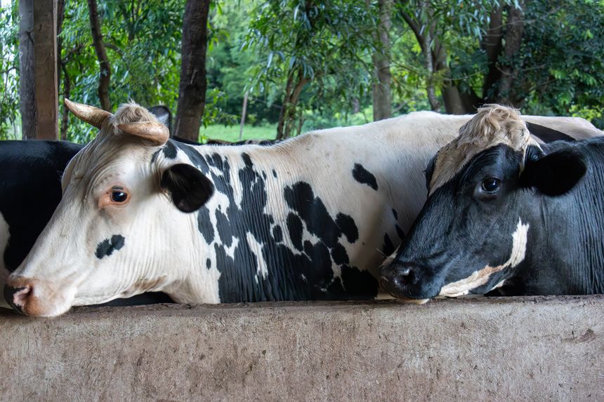 Portrait of two holstein dairy cows in a farm stable in Nova Esperanca do Sudoeste Parana Brazil