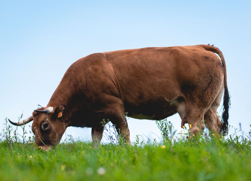 A cow grazing in a field